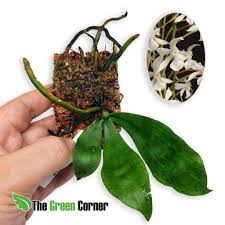 Image result for Aerangis kotschyana