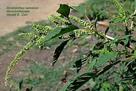 Image result for Amaranthaceae