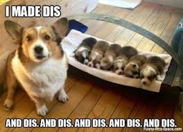 Dogs do not have to be in a post as long as the meme relates to them. Pin By Brenda Leon On Simply Adorable Cute Animals Baby Animals Funny Animal Pictures