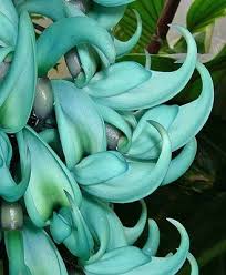 A Digital Botanic Garden Jade Vine Strongylodon Macrobotrys Unusual Flowers Amazing Flowers Jade Vine