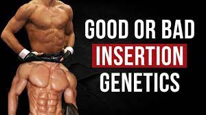 Here is the the best way to determine whether you have good genetics according to igor…. How Good Are Your Muscle Insertions Vitruvian Model Of Genetics Youtube