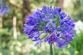 How To Grow And Care For Agapanthus Gardener S Path