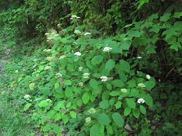 If your newly planted pomegranate has less than this allow a few more suckers/shoots to emerge from the base of the plant until there are 3 or 6 trunks. Wild Hydrangea
