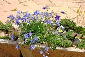 Image result for Vernonia teucrioides