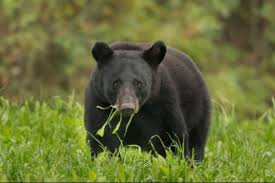 Black Bear Population By State 2019 Louisiana Black Bear Lawsuit Sierra Club