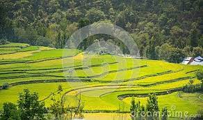 Green Fields Of Crops Showing Step Farming Pattern Stock Image Image Of Beautiful Indonesia 147314359 Green Fields Beautiful Farm Stock Images