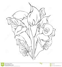 Black And White Realistic Calla Lily Tattoo Calla Lily Outline Calla Lily Flowers Stock Vector Image 65401323 Orquideas Desenhos Tatoo