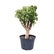 Image result for Polyscias kivuensis