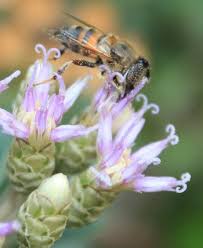 Image result for Vernonia tigna