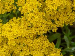 Check spelling or type a new query. Basket Of Gold Plant Care How To Grow Basket Of Gold Flowers