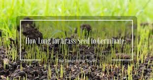 What do you put in dogs water to stop it killing grass? How Long For Grass Seed To Germinate The Surprising Truth