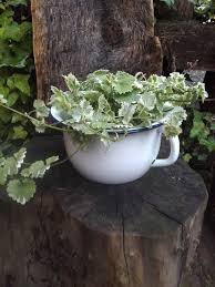 Henkeltopf Nachttopf Pflanztopf Ubertopf Emaille Vintage Shabby Landhaus Garten Deko In 2020 Planter Pots Plants Pink Eyes