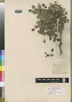 Image result for Albizia petersiana