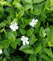 Image result for Vinca