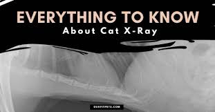 We are a punk band from winchester. Everything To Know About Cat X Ray Our Fit Pets