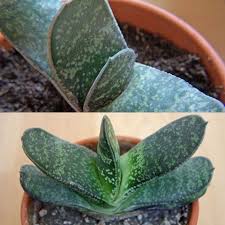 Its compact swirling heads of lime green leathery leaves have a coarse. Gasteria Little Warty