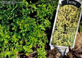 Thymus citriodorus 'archer's gold' features light lavender flowers blooming above a creeping mat of small, golden leaves with an aromatic, lemon scent. Plantfiles Pictures Mother Of Thyme Broad Leaved Thyme Large Thyme Archer S Gold Thymus Pulegio 1 By Audrebytes