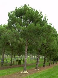 Image result for Pinus