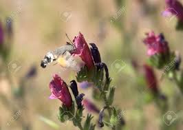 Maybe you would like to learn more about one of these? Insectos Desconocidos En Un Rojo De Flores Silvestres Frances Costa Azul Mar Mediterraneo Fotos Retratos Imagenes Y Fotografia De Archivo Libres De Derecho Image 1885160