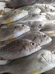 Ikan gerut, ikan duri, ikan gelama. Amie S Little Kitchen Memburu Ikan Segar Di Kala Petang