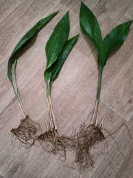Image result for Kořenokvětka Aspidistra