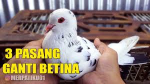 Mata merpati berwarna kuning dengan lingkaran bagian luar warna merah: Proses Ganti Betina Baru Merpatiku Youtube