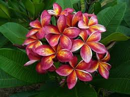 Pin On Frangipani