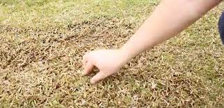 They both serve to help key nutrients like fertilizer, water or oxygen reach your lawn's root zone so that your grass can continue to grow and thrive. Dethatching Your Lawn Lawn Solutions Australia