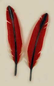 Birds Of A Feather Cast 2020 Pin By Lafeber Company On Birds Of A Feather In 2020 Feather Fused Glass Art Feather Art