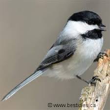 Selon le parquet de bordeaux contacté par 20minutes, « un écrit a été trouvé sur place, laissant penser à un. La Mesange Famille Parides