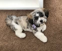 He is the cutest thing in the . Bruce A Shichon Shih Tzu Bichon Frise Mix At Four Months Old Had His First Full Grooming Session Shih Tzu Puppies Bichon Frise