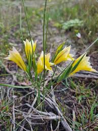 Image result for Gladiolus trichonemifolius
