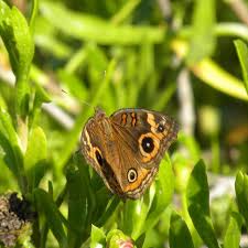 Image result for Sebaea junodii