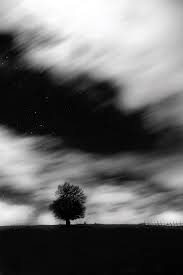 Although they are often associated with historical works, these two colors can be used for a throwback texture that generates nostalgia. Nature In Black And White Alex Axon Photography