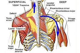 These muscles facilitate movement by attaching to one or. Scapula Upper Back Muscles Muscle Joint