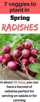Tips On How To Grow Radish Growing Radishes Fall Vegetables Radishes