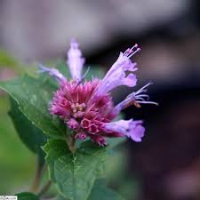 Plantes Vivaces Agastache Globetrotter Agastache En Vente Pepiniere Lepage