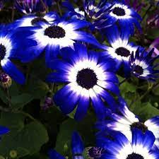 Pin By Freyja On Gardens Trees Paths Flowers Early Spring Flowers Cineraria Love Flowers