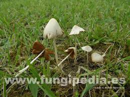 Image result for Conocybe lactea