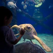 Activities And Attractions For Kids And Teens In Virginia Beach Virginia Beach Vacation Kids Vacation Kids Attractions