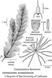 Image result for Ceratophyllum