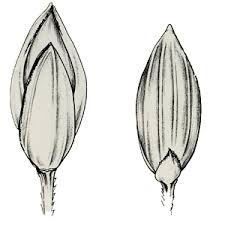 Image result for Digitaria abyssinica