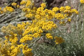Image result for Helichrysum lastii