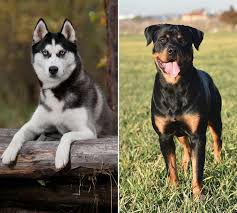 Difference on the basis of size. Rottweiler Husky Mix An Overview Of The Rottsky Breed Woof It S Zelda