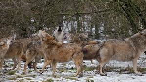 Wolf wallpaper 4k app is used to set wallpaper to your android device. Creepy Pack Of Grey Wolves Stock Footage Video 100 Royalty Free 1023593656 Shutterstock