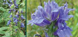 Image result for Lobelia inconspicua