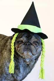 How To Make A Halloween Witch Hat For Your Dog Pet Costumes Dog Halloween Costumes Homemade Halloween Costumes