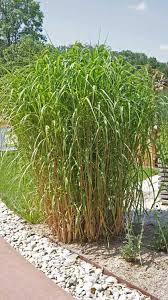Wir stellen zehn tolle gartenpflanzen für draußen vor. Miscanthus Giganteus Elefantengras