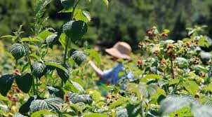 Posibilitatile sunt nelimitate, iar avantajul este ca poti accesa fonduri. Afaceri La Tara 10 Idei Pentru Antreprenori In Mediul Rural