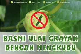 Oktober 15, 2020 oleh admin. Manfaat Mengkudu Untuk Basmi Ulat Grayak Tanilink